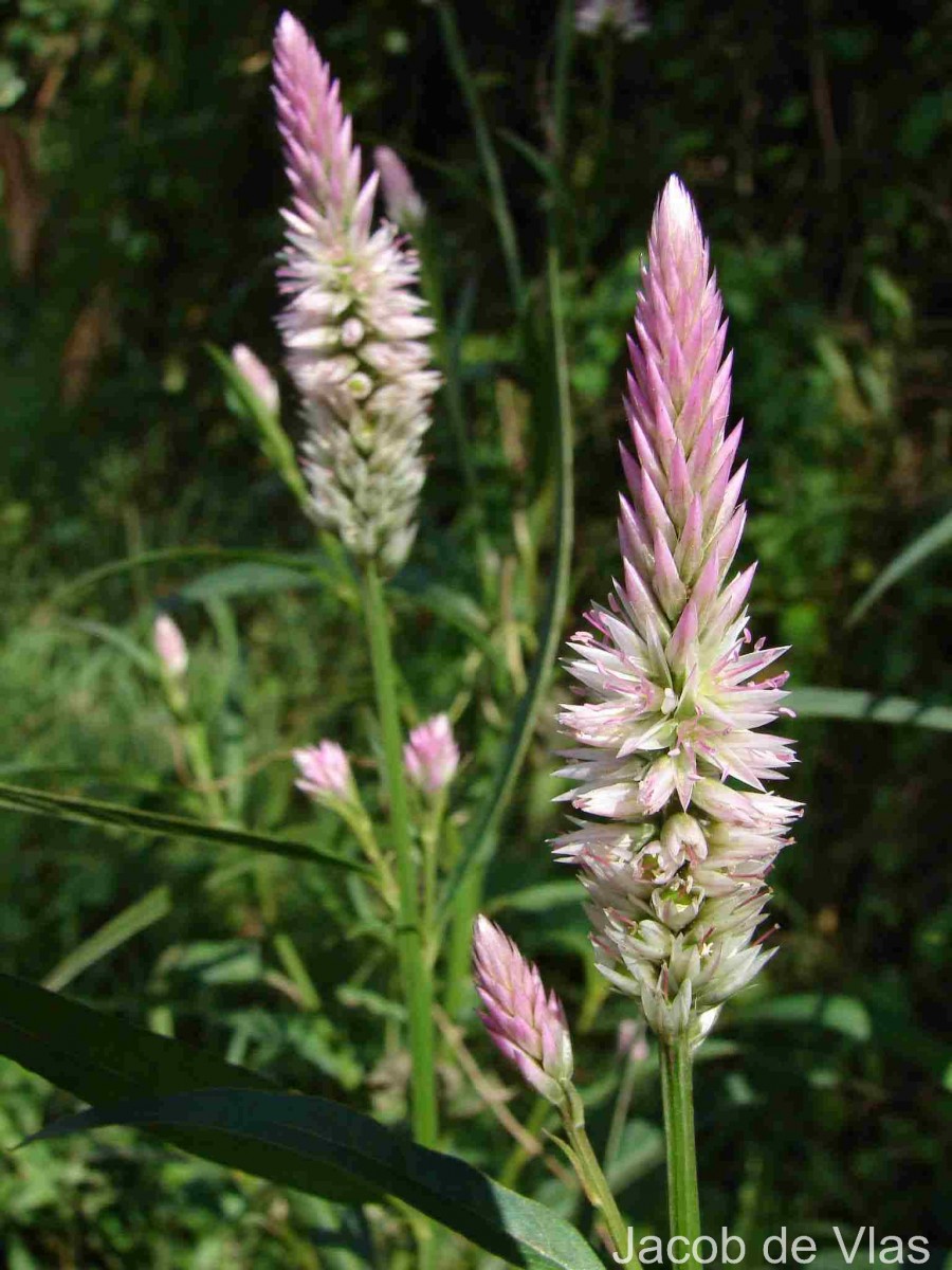 Celosia argentea L.